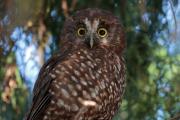 A ruru or morepork, the New Zealand owl